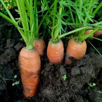 Helsing+Junction+Farms+Carrots